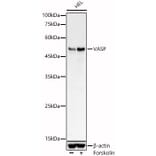 Western Blot - Anti-VASP Antibody (A89936) - Antibodies.com