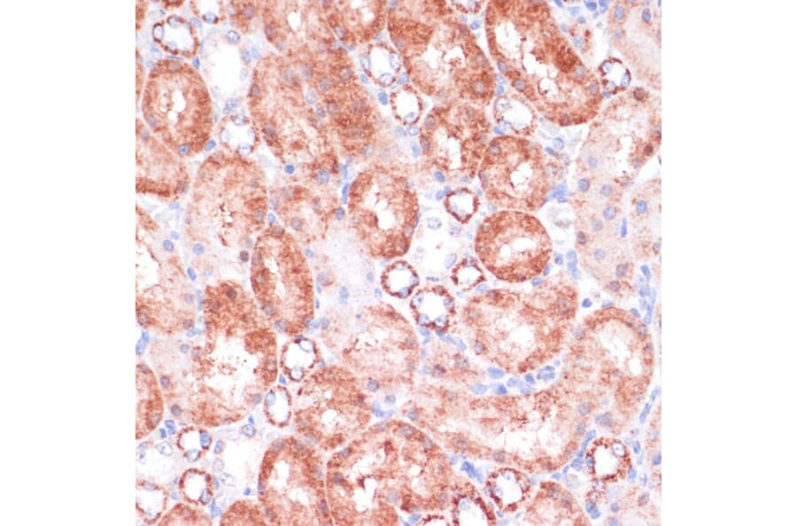 Immunohistochemistry - Anti-VASP Antibody (A89936) - Antibodies.com