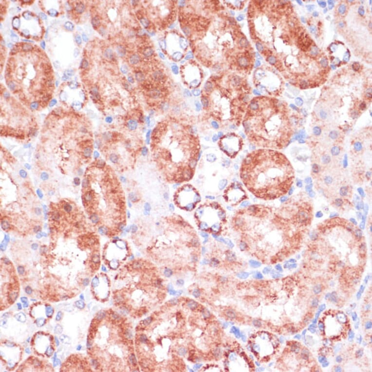 Immunohistochemistry - Anti-VASP Antibody (A89936) - Antibodies.com