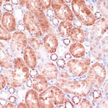 Immunohistochemistry - Anti-VASP Antibody (A89936) - Antibodies.com