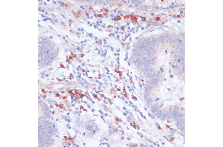 Immunohistochemistry - Anti-VASP Antibody (A89936) - Antibodies.com