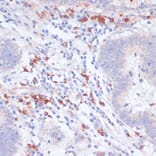 Immunohistochemistry - Anti-VASP Antibody (A89936) - Antibodies.com