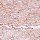 Immunohistochemistry - Anti-VASP Antibody (A89936) - Antibodies.com