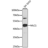 Western Blot - Anti-MLC1 Antibody (A89941) - Antibodies.com