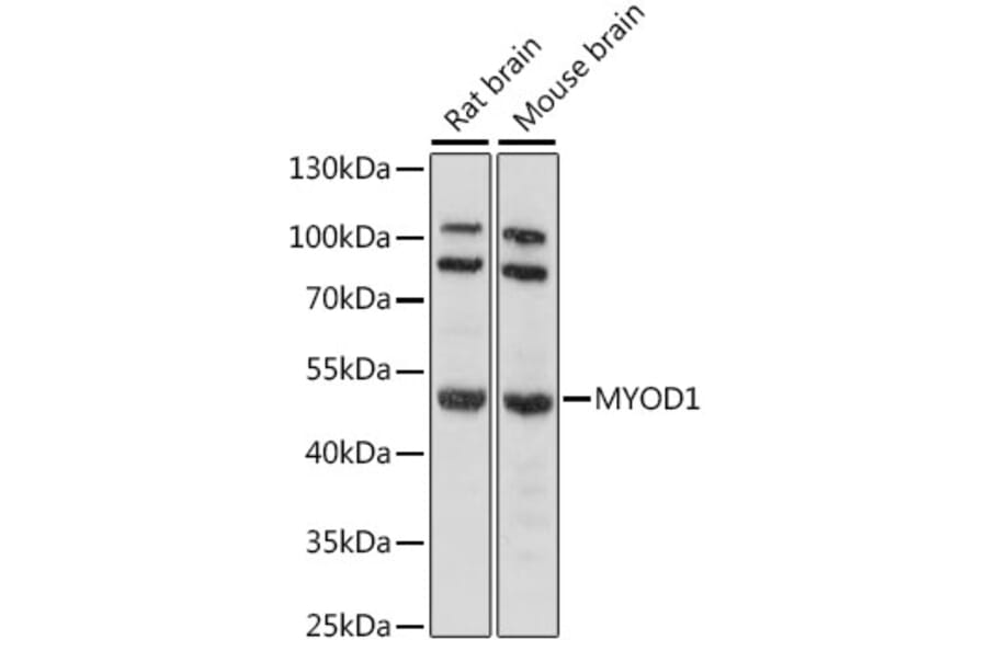 Western Blot - Anti-MYOD1 Antibody (A16218) - Antibodies.com