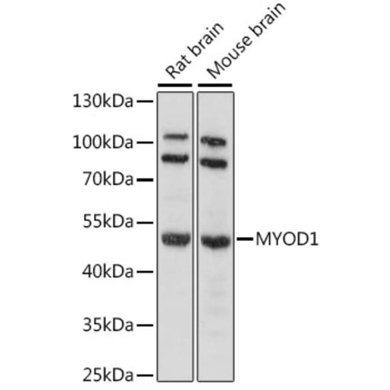 Western Blot - Anti-MYOD1 Antibody (A16218) - Antibodies.com