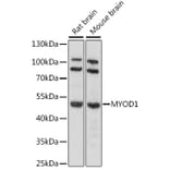 Western Blot - Anti-MYOD1 Antibody (A16218) - Antibodies.com