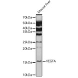 Western Blot - Anti-VEGFA Antibody (A89945) - Antibodies.com