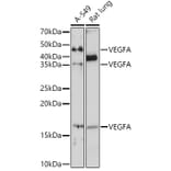 Western Blot - Anti-VEGFA Antibody (A89945) - Antibodies.com