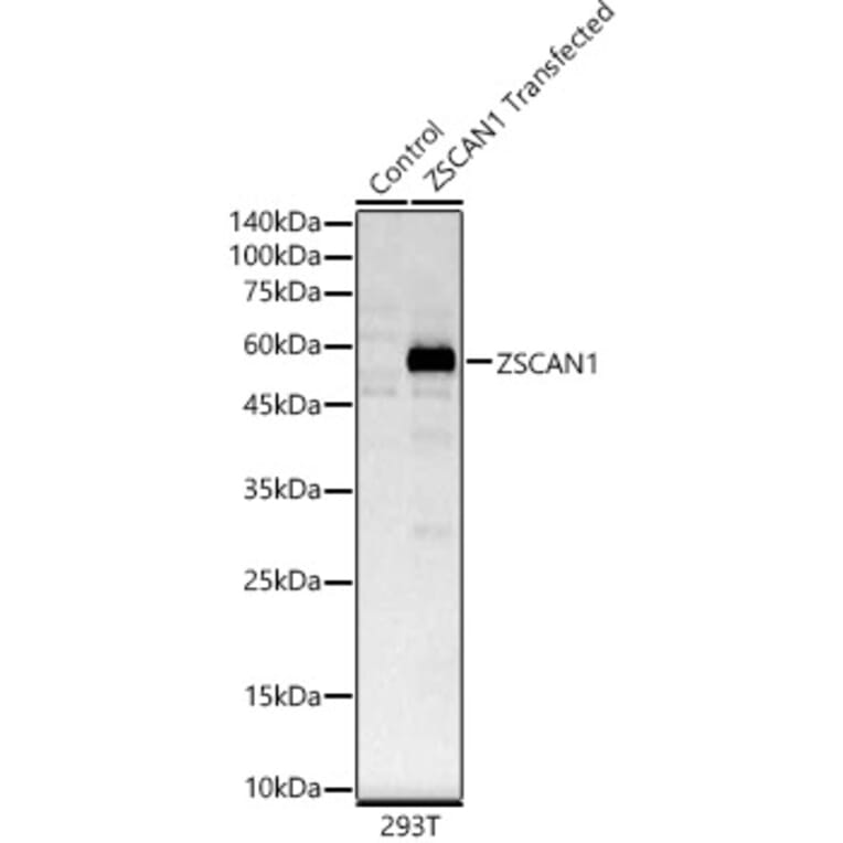 Western Blot - Anti-ZSCAN1 Antibody (A89946) - Antibodies.com