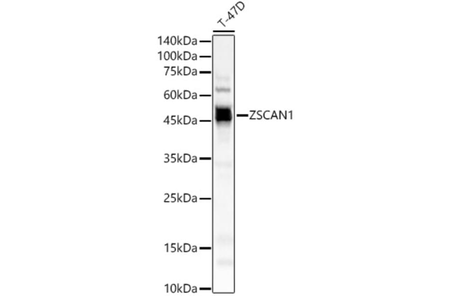 Western Blot - Anti-ZSCAN1 Antibody (A89946) - Antibodies.com