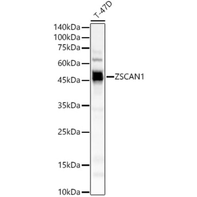 Western Blot - Anti-ZSCAN1 Antibody (A89946) - Antibodies.com