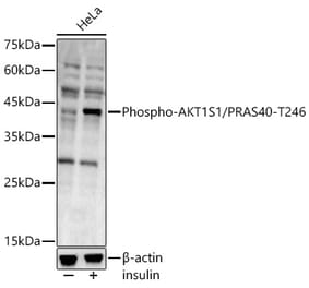 Western Blot - Anti-PRAS40 (phospho Thr246) Antibody (A89947) - Antibodies.com