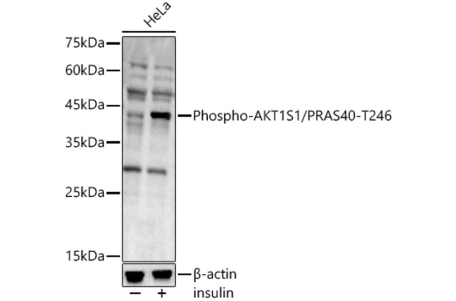 Western Blot - Anti-PRAS40 (phospho Thr246) Antibody (A89947) - Antibodies.com