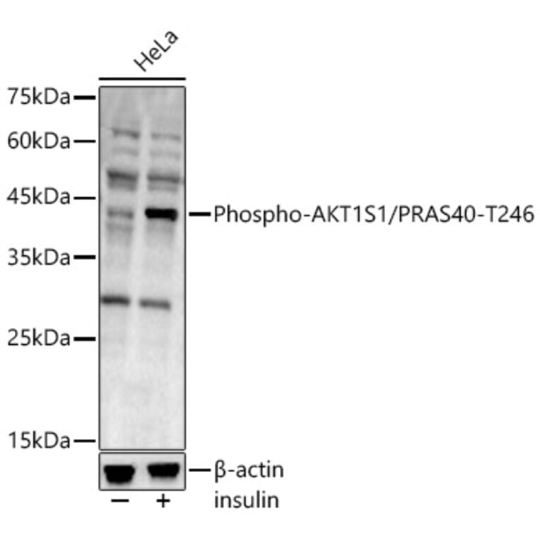 Western Blot - Anti-PRAS40 (phospho Thr246) Antibody (A89947) - Antibodies.com