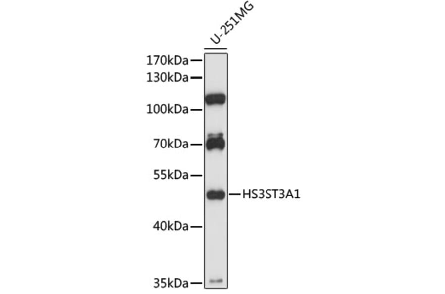 Western Blot - Anti-HS3ST3A1 Antibody (A89948) - Antibodies.com