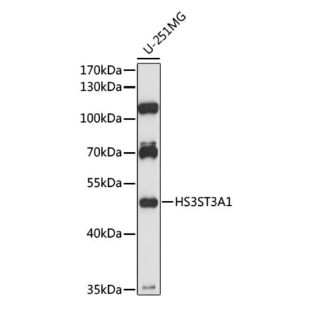 Western Blot - Anti-HS3ST3A1 Antibody (A89948) - Antibodies.com