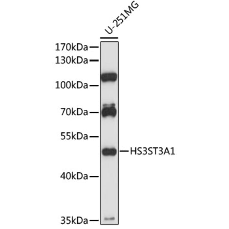 Western Blot - Anti-HS3ST3A1 Antibody (A89948) - Antibodies.com