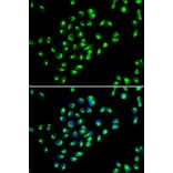 Immunofluorescence - Anti-GOLPH2 Antibody (A89951) - Antibodies.com
