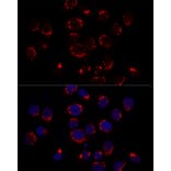 Immunofluorescence - Anti-GOLPH2 Antibody (A89951) - Antibodies.com