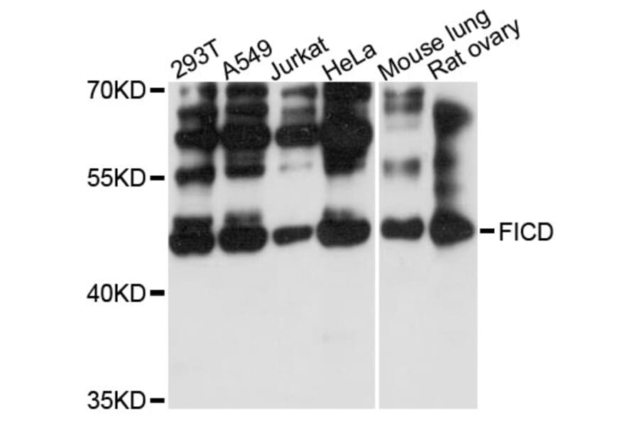 Western Blot - Anti-FICD Antibody (A13757) - Antibodies.com