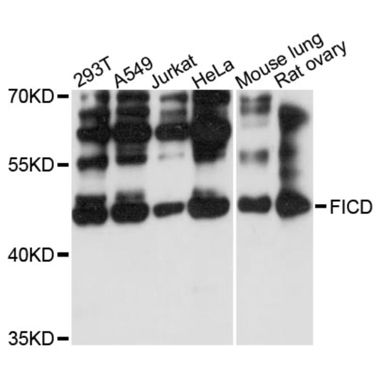 Western Blot - Anti-FICD Antibody (A13757) - Antibodies.com