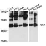 Western Blot - Anti-FICD Antibody (A13757) - Antibodies.com