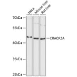 Western Blot - Anti-CRACR2A Antibody (A89954) - Antibodies.com