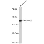 Western Blot - Anti-CRACR2A Antibody (A89955) - Antibodies.com