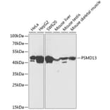 Western Blot - Anti-PSMD13 Antibody (A89957) - Antibodies.com