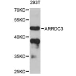 Western Blot - Anti-ARRDC3 Antibody (A12262) - Antibodies.com