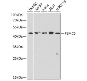 Western Blot - Anti-PSMC5 Antibody (A89959) - Antibodies.com