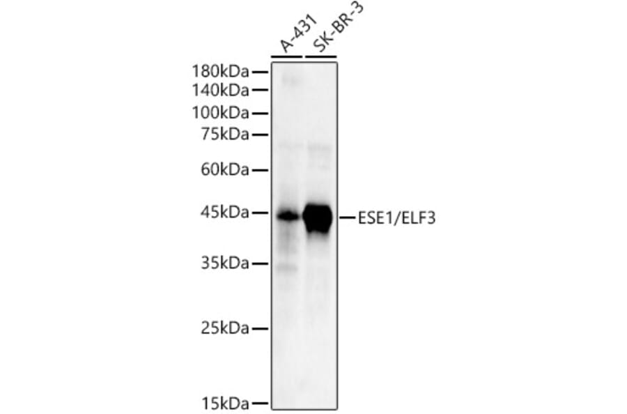Western Blot - Anti-ESE1 Antibody (A89960) - Antibodies.com