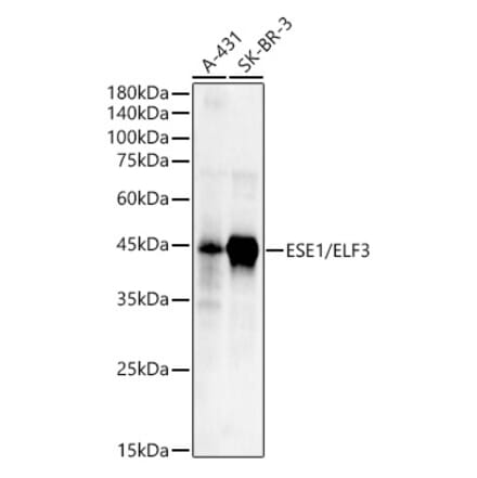 Western Blot - Anti-ESE1 Antibody (A89960) - Antibodies.com