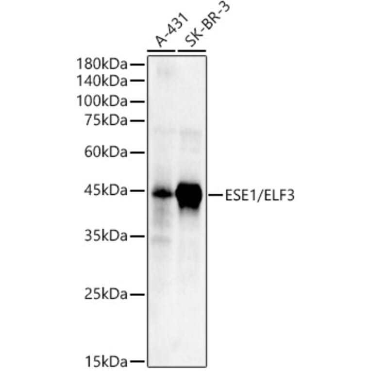 Western Blot - Anti-ESE1 Antibody (A89960) - Antibodies.com