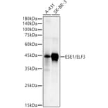 Western Blot - Anti-ESE1 Antibody (A89960) - Antibodies.com