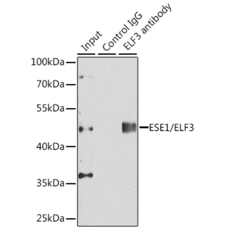 Western Blot - Anti-ESE1 Antibody (A89960) - Antibodies.com