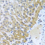 Immunohistochemistry - Anti-CPA6 Antibody (A89961) - Antibodies.com