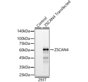 Western Blot - Anti-ZSCAN4 Antibody (A89962) - Antibodies.com