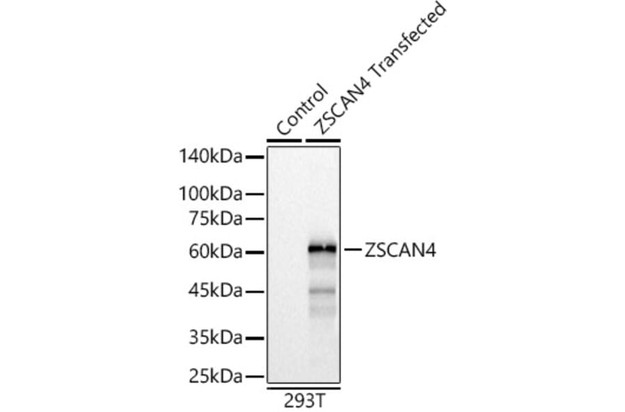 Western Blot - Anti-ZSCAN4 Antibody (A89962) - Antibodies.com