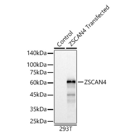 Western Blot - Anti-ZSCAN4 Antibody (A89962) - Antibodies.com