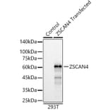 Western Blot - Anti-ZSCAN4 Antibody (A89962) - Antibodies.com