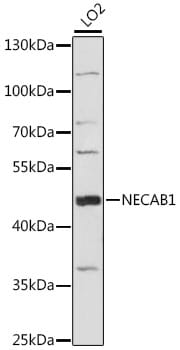Western blot analysis of extracts of LO2 cells, using Anti-NECAB1 Antibody (A15883) at 1:1,000 dilution.
Secondary antibody: Goat Anti-Rabbit IgG (H+L) (HRP) (AS014) at 1:10,000 dilution.
Lysates / proteins: 25µg per lane.
Blocking buffer: 3% non-fat dry milk in TBST.
Detection: ECL Basic Kit (RM00020).
Exposure time: 90s.