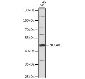 Western Blot - Anti-NECAB1 Antibody (A89965) - Antibodies.com