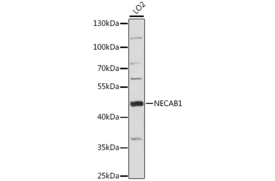 Western Blot - Anti-NECAB1 Antibody (A89965) - Antibodies.com