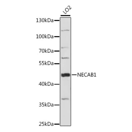 Western Blot - Anti-NECAB1 Antibody (A89965) - Antibodies.com