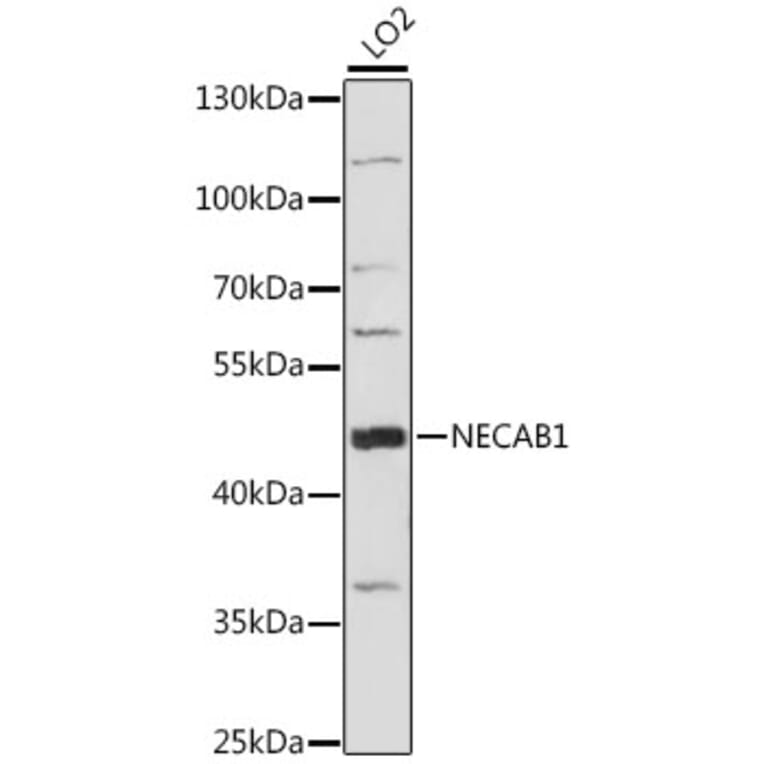 Western Blot - Anti-NECAB1 Antibody (A89965) - Antibodies.com