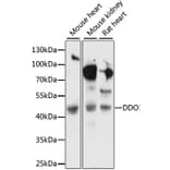 Western Blot - Anti-DDO Antibody (A89968) - Antibodies.com