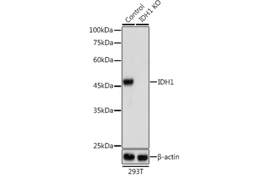 Western Blot - Anti-IDH1 Antibody (A89971) - Antibodies.com