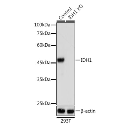 Western Blot - Anti-IDH1 Antibody (A89971) - Antibodies.com